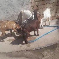 سه عدد گیسه اوست بایک کره نر برای داشتی