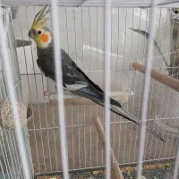 عروس هلندی نر آماده جفت گیری