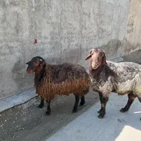 دو راس قوچ همو جوان و درجه یک