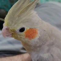 عروس هلندی آهویی