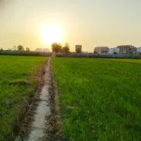 زمین۵۰۰متری کشاورزی محدوده دریا(فاصله۳۰۰متری ساحل)|فروش دفتر صنعتی، کشاورزی، تجاری|محمودآباد, |دیوار