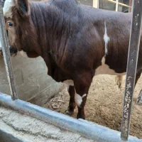 گوساله چاق|حیوانات مزرعه|فردوسیه, |دیوار