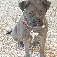 واگذاری سگ پیت بول