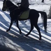 نریان دره شور، و مادیان کرد|اسب و تجهیزات اسبسواری|مرند, |دیوار