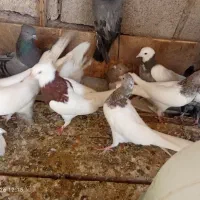 با سلام تعدادی کبوتر برای فروش