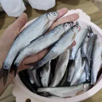 اسلک یا کاس کولی صید روز رودخانه