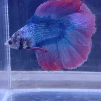 فایتر وارداتی