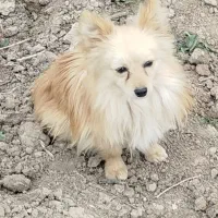 واگزاری سگ پامر روباهی نر فی 5