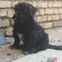 سگ پاپی|سگ|مبارکه, |دیوار