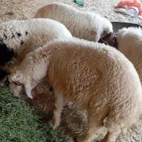 بره نر انعیمی اصل