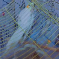 2 عدد عروس هلندی 1 سال دستی تربیت شده