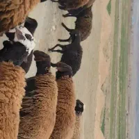 قوچ  افشاری درجه یک