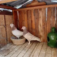 یک جفت کفتر دهن جور (کبوتر)