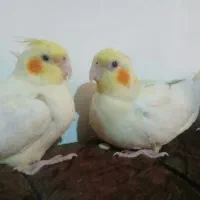 فروش یک جفت عروس هلندی