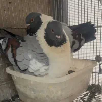 جفت کبوتر کینگ