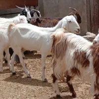 کولار|حیوانات مزرعه|کاشمر, |دیوار