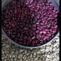 لوبیاقرمزوچیتی فقط کیلویی 260هزار