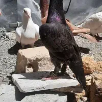 کاریر بغدادی اگزبیشن