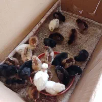 جوجه محلی .کاکلی. گردن لختی  یک هفته ای سالم سرحال