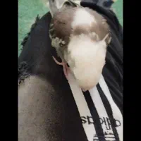 عروس هلندی تازه دون خور