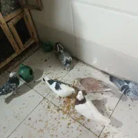 کفتر|پرنده|قم, کلهری|دیوار