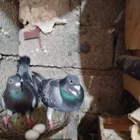 نروماده شرط نطفه شیشصدمقطوع