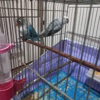 طوطی کوتوله