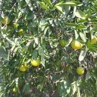 باغ ویلا دار تمیز|فروش زمین و ملک کلنگی|اهواز, زندوکیلی|دیوار