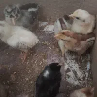 جوجه ده روزه