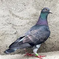 کبوتر پلاکی مسافتی جان اردن خون خالص خالص
