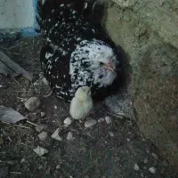 مرغ ریشی گلین چهل تاج