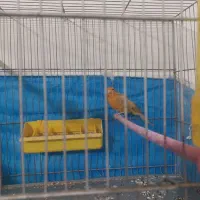 قناری نر