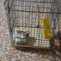 قفس سالم|لوازم جانبی حیوانات|لاهیجان, کوی آزادگان|دیوار