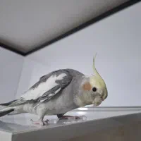 پرنده عروس هلندی