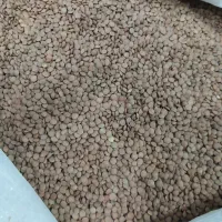عدس ریز محلی فقط کیلویی 220