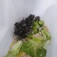 همستر|موش و خرگوش|محمدشهر, محمدشهر|دیوار