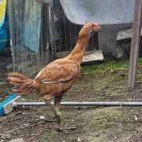مرغ لاری سه ماهه افغان