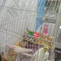 عروس هلندی