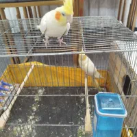 عروس هلندی جفت|پرنده|مشکیندشت, |دیوار