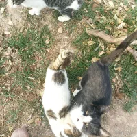 فروش گربه خانگی|گربه|آبکوه, |دیوار