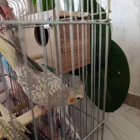 طوطی عروس هلندی|پرنده|قیدار, |دیوار