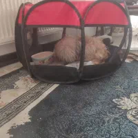 فروش سگ تریر