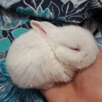 بچه خرگوش سفید ۲ ماهه