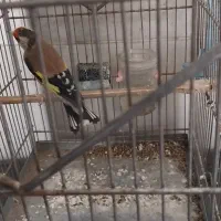 سهره دورگ|پرنده|شیراز, کوشک میدان|دیوار