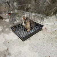 خرگوش ماده سرحال و قشنگ.