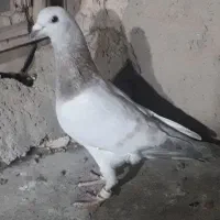 پرنده