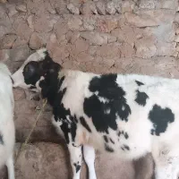 گوساله ۱۱ ماهه