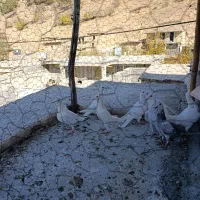 کبوتر پلاکی ذات دار|پرنده|سیسخت, |دیوار