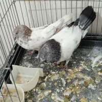 کبوتر|پرنده|ایلام, |دیوار