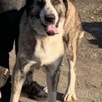 واگذاری سگ کرد مستیف پنج ساله (پژدر‌.سرابی.الابای)